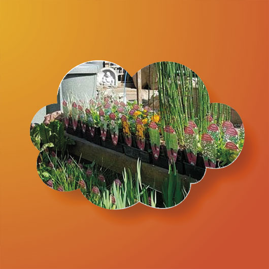 Live Plants