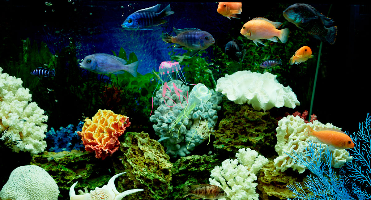 aquariumsection header 1200x642