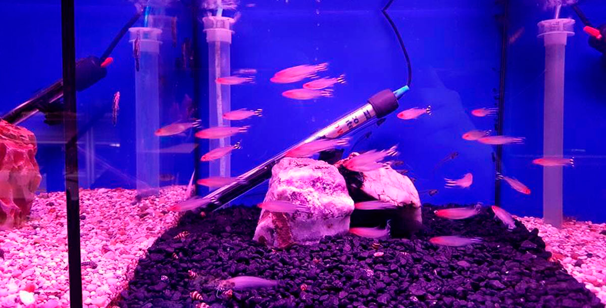Aquariums & Equipment