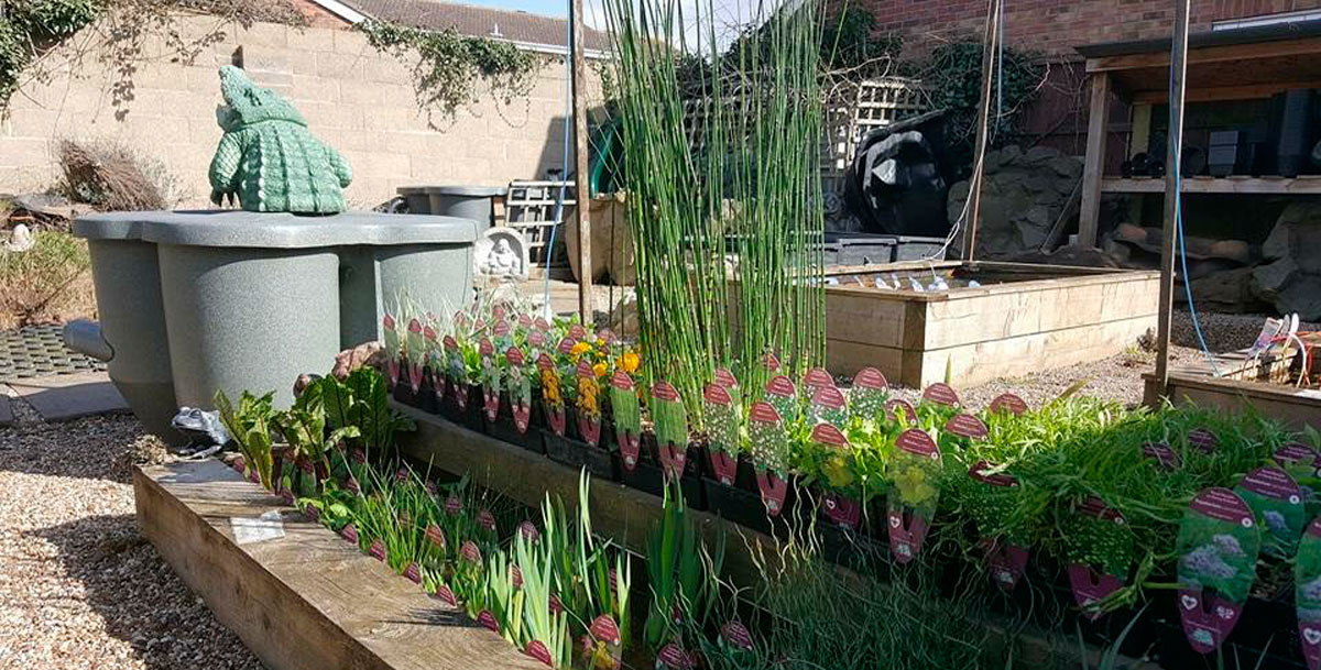 Plants