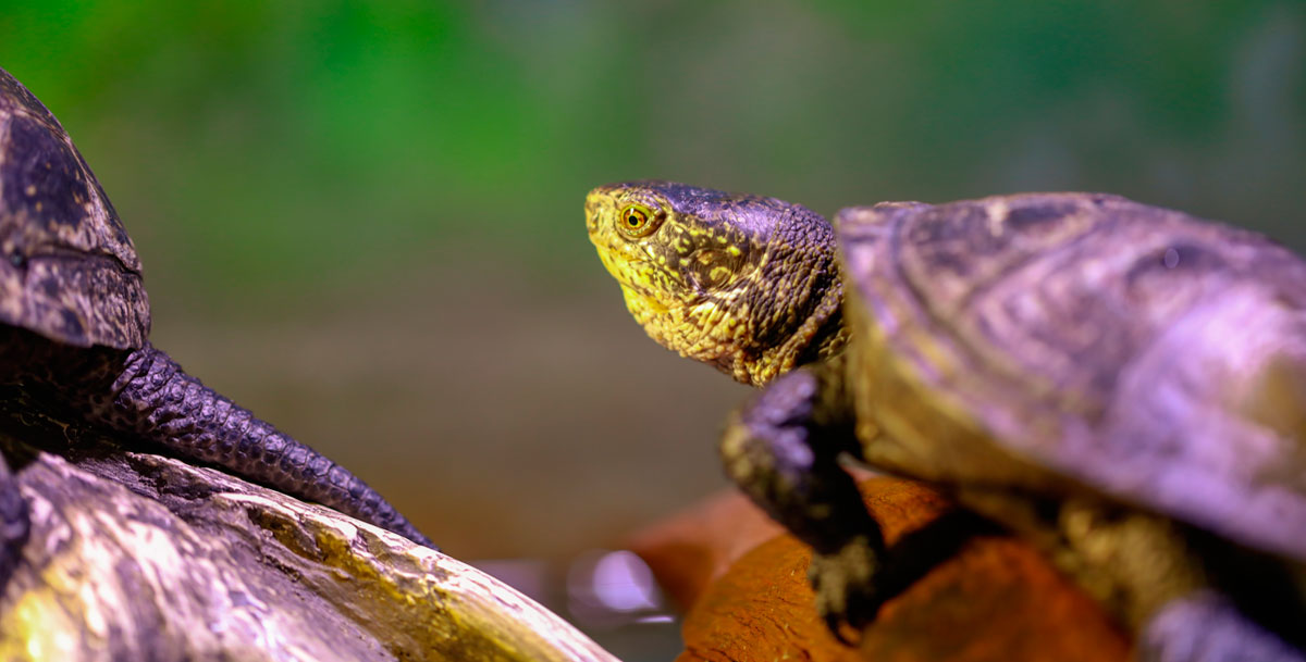Reptiles & Tortoises