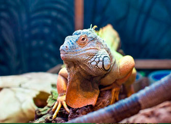 Iguana