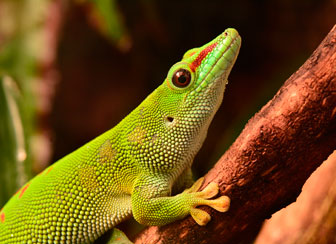 Madagascar Day Gecko