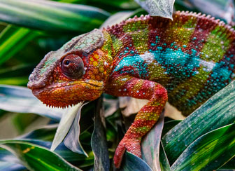 Panther Chameleon