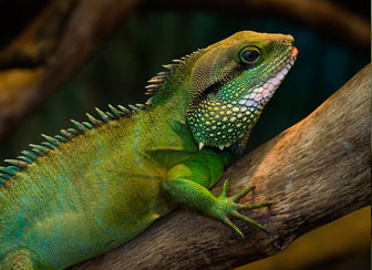 The Water Dragon