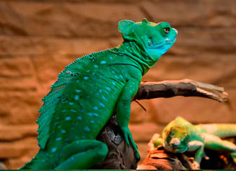 Green Basilisk
