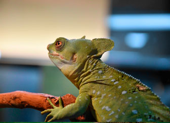 Common Basilisk