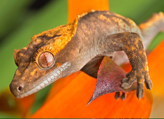 Crested Gecko