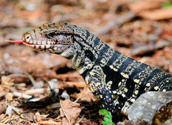 Black & White Tegu