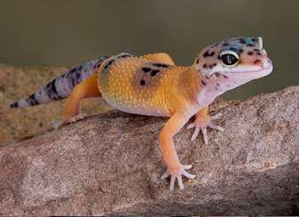 Leopard Anole