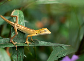 Long-tailed Lizard