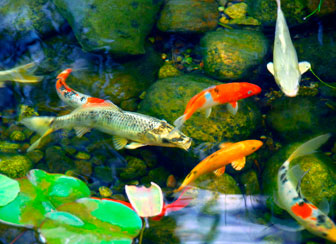 Koi - all sizes