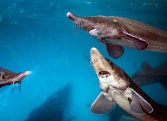 Sturgeon