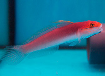 Bella Goby
