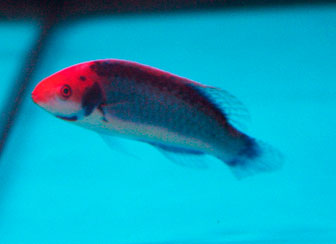 Koi Fairy Wrasse