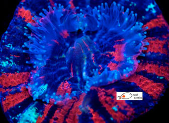 Scoly LPS Coral
