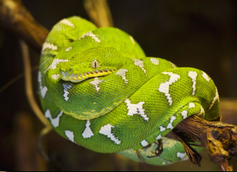 Emerald Tree Boa