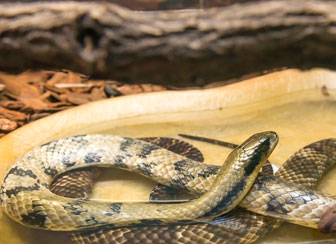 False Water Cobra