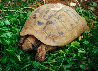 Hermann Tortoise