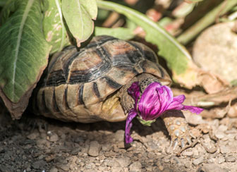 Marginated Tortoise
