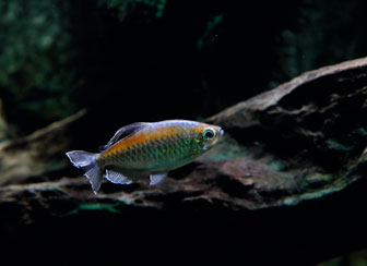Congo Tetra