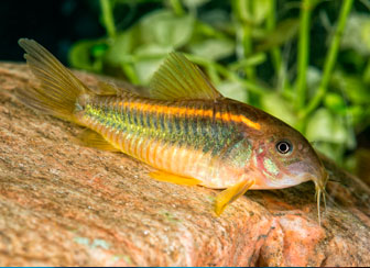 Corydoras Catfish