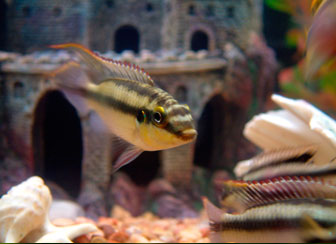 Kribensis