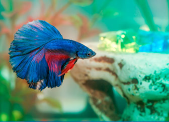 Blue Betta Siamese Fighting Fish