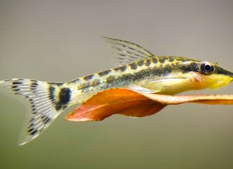 Otocinclus Catfish