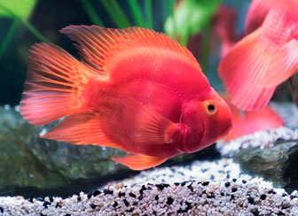 Red Blood Parrot Fish