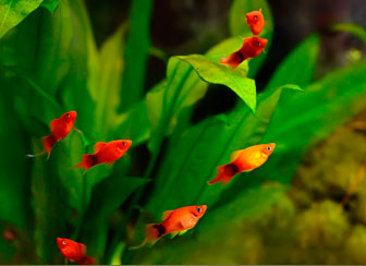 Platys